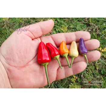 Semeno chilli-semena Five Chinense Multicolor