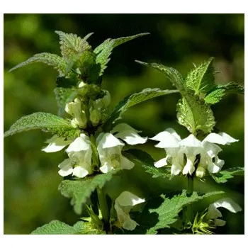 Doplněk stravy Bylinné kapky, s.r.o. Hluchavka bílá květ - bylinné kapky (tinktura) 50 ml