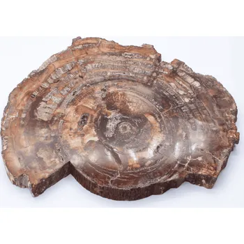 Přírodní kámen Milujeme Kameny Zkamenělé dřevo - zkamenělina ZD7 352494