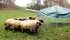 Mobilní přístřešek pro ovce a kozy s plachtou 2,75 x 2,75 m