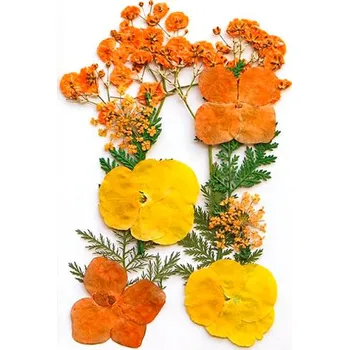 PourArt Sušené květiny SADA S09 arch 120x85mm