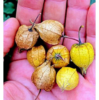 Sazenice Mochyně grepová