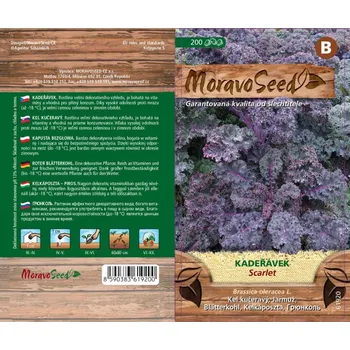 Semeno Kadeřávek červený Scarlet - osivo (Brassica oleracea L.)