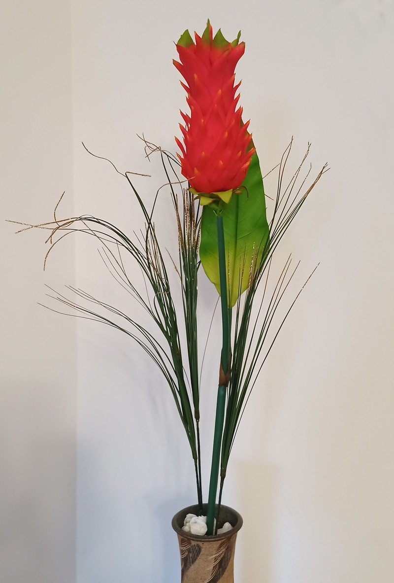 Květ zázvoru ( Ingwer ceru ) 90 cm