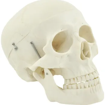 Anatomický model lebky