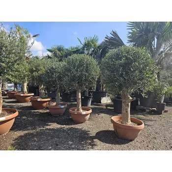 Sazenice Olivovník Evropský - Bonsai Tarrina - Tarrina Q60/Q50