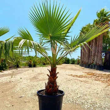 Sazenice Washingtonia Robusta 160/180cm_ 70lt - kmen 60/80cm