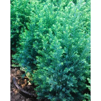 Cypřiš Snow White (Chamaecyparis Lawsonana Snow White)