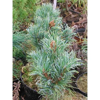 borovice zakrslá Bergmann (Pinus parviflora Bergmann)