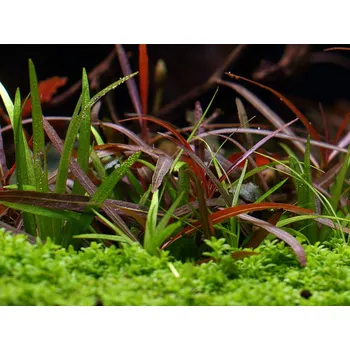 Akvaristika Echinodorus tenellus red (IN-VITRO Ø 7 cm)