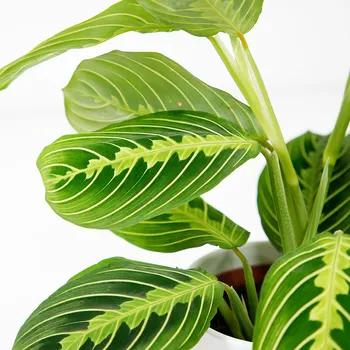 Sazenice Maranta Lemon Lime v plastovém květináči 12 cm