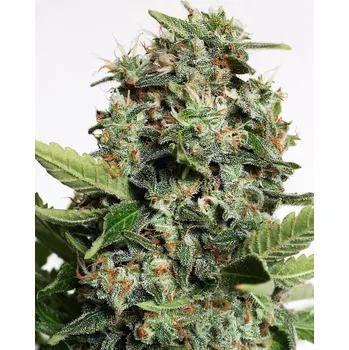 Semeno Ministry of Cannabis Autopilot XXL Auto Balení: 2ks