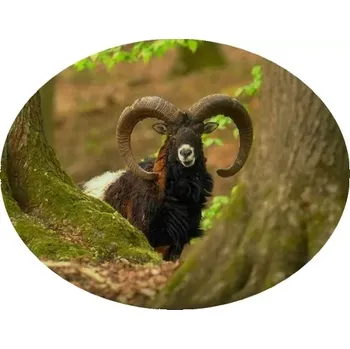 Nášivka Nažehlovačka myslivecká muflon (digitální nažehlovačka pro myslivce)