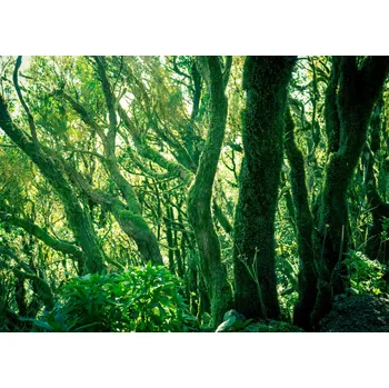 Fototapeta Vliesová fototapeta na zeď Rasch 363258, Magic Walls, 3,71 x 2,65 m (7 pruhů o šíři 53 cm)