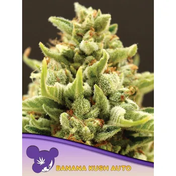 Semeno Anesia Seeds Auto Banana Kush Počet ks Feminizované: 25
