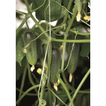 Semeno Okurka nakladačka Adam F1 (raná, jemně ostnitá, partenokarpická)