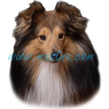 Samolepka sheltie, šeltie 464