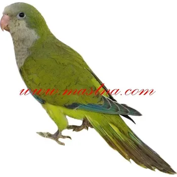 Samolepka papoušek mníšek šedý - zelený