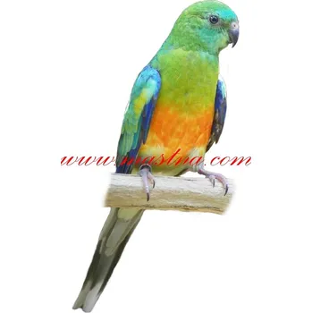 Samolepka papoušek zpěvavý