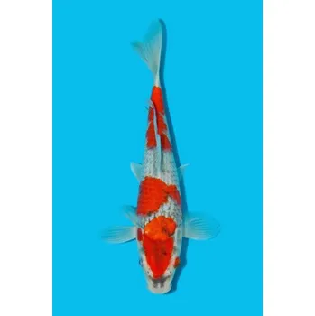 Krmivo pro rybičky HQ Goshiki, Gin Rin Goshiki ... JK 23MNM18