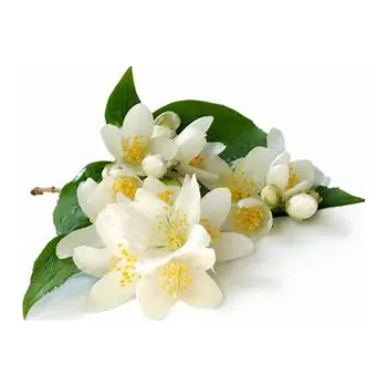 Vonný olej Jasmín aroma TrigonMedia 120 ml