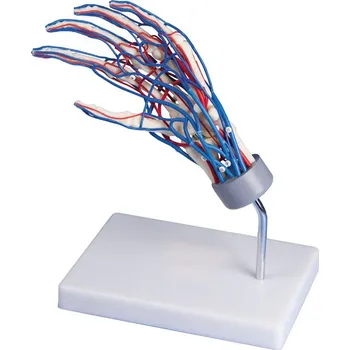 anatomický model Kostra ruky s cévami
