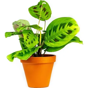 Gardners Marantha leuconeura Kerchoveana, průměr 12 cm Maranta, Modlivka