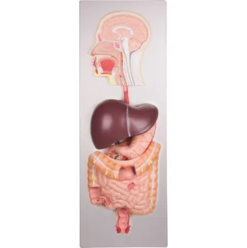 Trávicí soustava, 5 částí