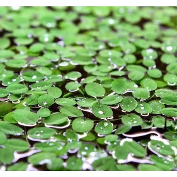 Akvaristika Salvinia natans (Kelímek Ø 5,5 cm)