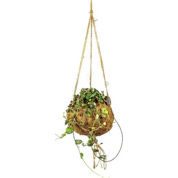 Ceropegia woodii (S) Svícník