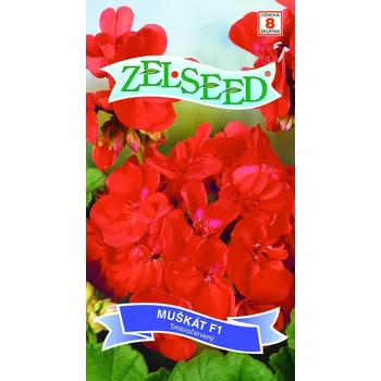 Semeno Pelargonie páskatá (muškát) F1 (tmavočervená)