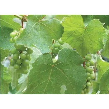 prostírání Korkové prostírání Vinná réva, velké - /40*29 cm/ - 4 ks