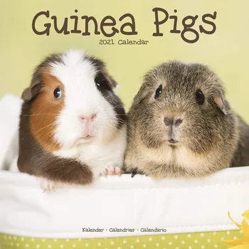 Kalendář Avonside Publishing Guinea Pigs Wall Calendar 2021