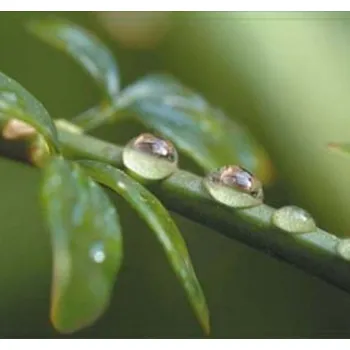 prostírání Korkové prostírání Kapky rosy, malé - /10,5*10,5 cm/ - 4 ks