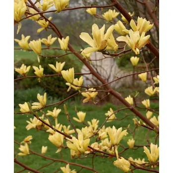 Sazenice Magnolia 'Butterflies', 100/+ CM