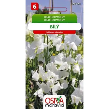 Semeno Hrachor vonný - bílý