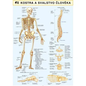 výuková tabulka Kostra a svalstvo člověka A4 - Barbora Dančová