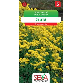 Semeno Tařice skalní - žlutá