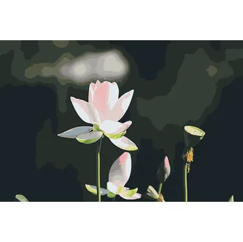 Malování podle čísel - Lotosový květ Velikost: 40x60cm, Rámování: Pouze srolované plátno