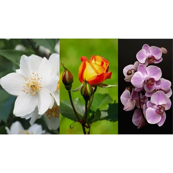 Vonný olej * Jasmín+růže+orchidej - Parfém množství: 35 ml