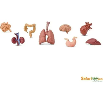 Lidské orgány - tuba