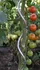Opora na rostlinu Proteco Spirálová tyč na rajčata 0,6 x 150 cm