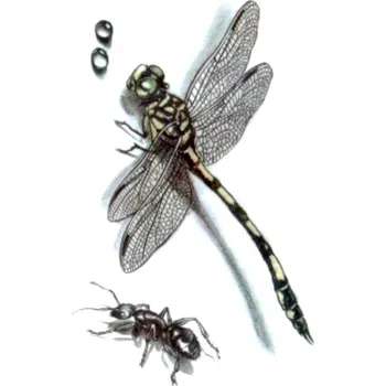 Odstranitelné tetování Jednorázové dočasné nalepovací tetování na lopatku, lýtko s motivem vážka, mravenec