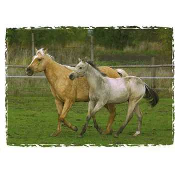 MFP paper Pohlednice Koně Barvy: šedá