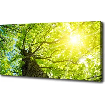 Obraz Foto obraz na plátně Kaštan jaro