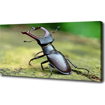 Obraz Foto obraz na plátně Brouk