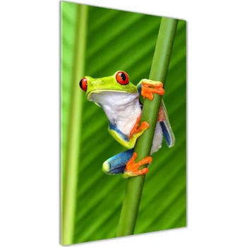 Obraz Vertikální Foto obraz skleněný svislý Rosnička zelená