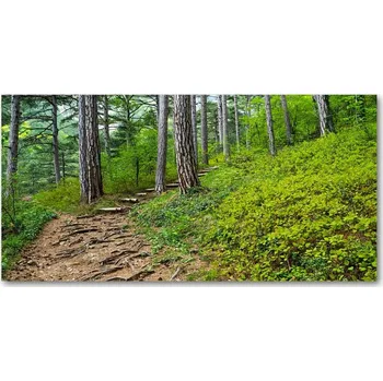 Obraz Foto obraz fotografie na skle Lesní stezka