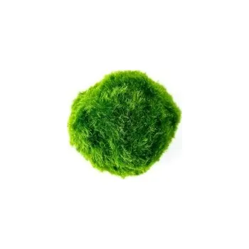 Dekorace do akvária Řasokoule zelená (cladophora aegagropila) 3-4 cm