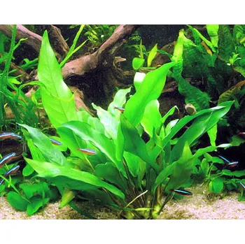 Dekorace do akvária Anubias minima (Košíčková Ø 5,5 cm)